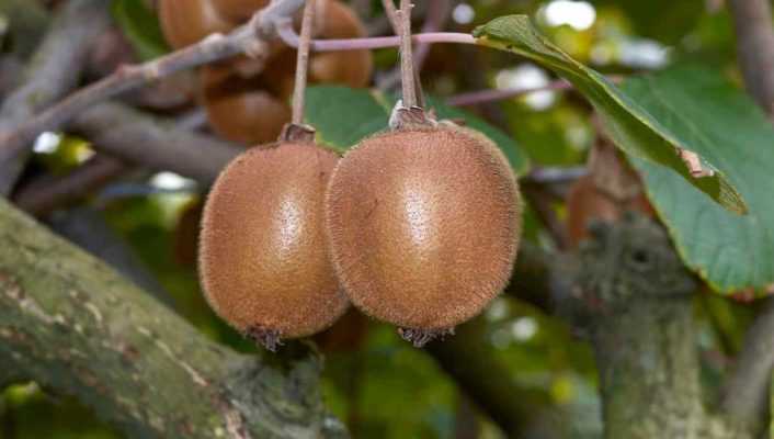 Kiwi mâle et kiwi femelle : comment les distinguer ?