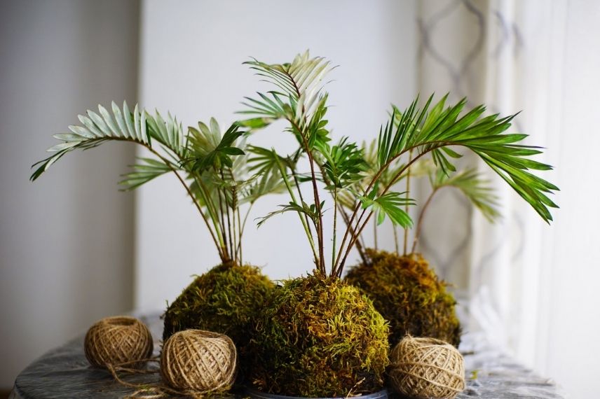 Kokedama : du fil pour maintenir la mousse sur la sphère composée de terre et de substrat