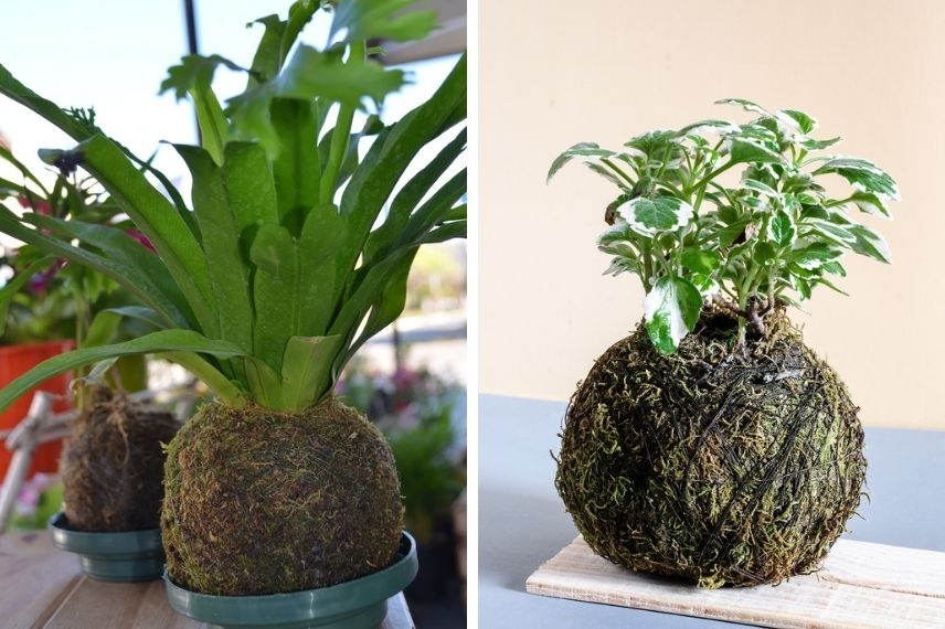 Le kokedama est composé d’une plante, de la mousse et de substrat.