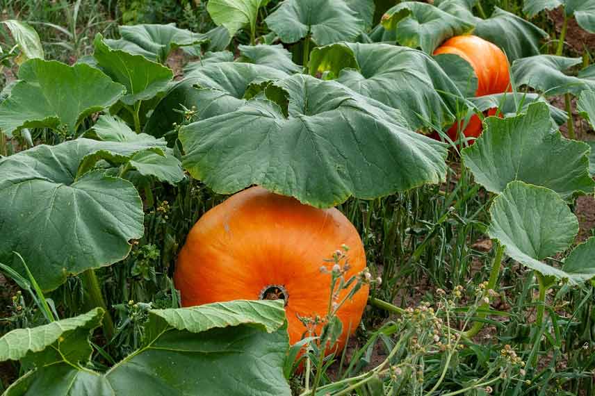 Les légumes à privilégier dans un sol acide