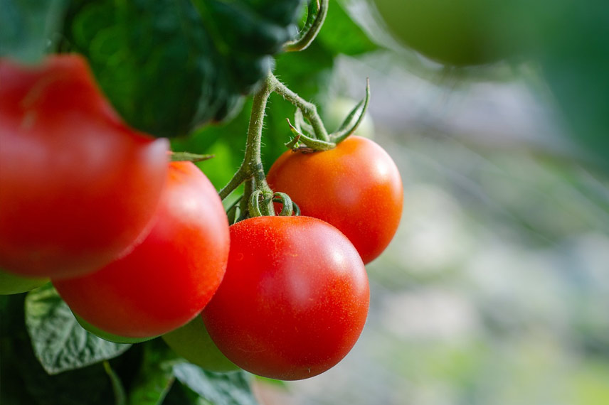 Les légumes à privilégier dans un sol légèrement acide