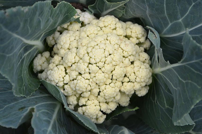 Légumes pour sol calcaire