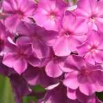 Phlox : lequel choisir ?