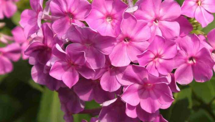 Phlox : lequel choisir ?