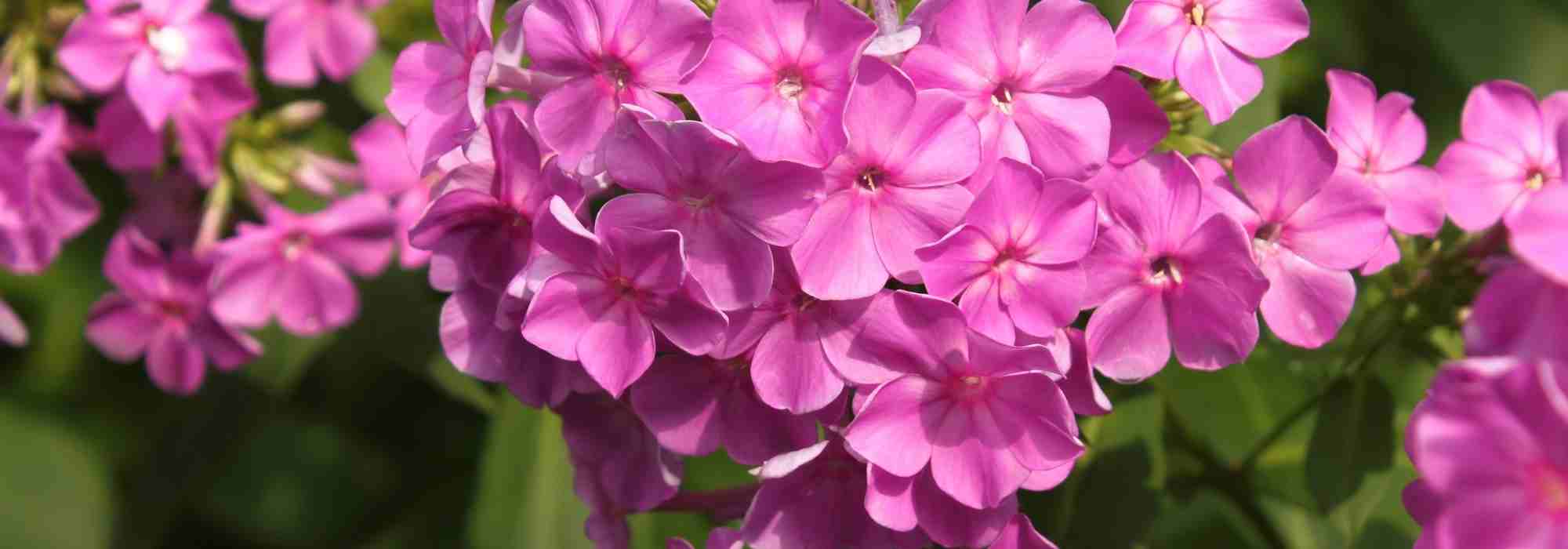 Phlox : lequel choisir ?