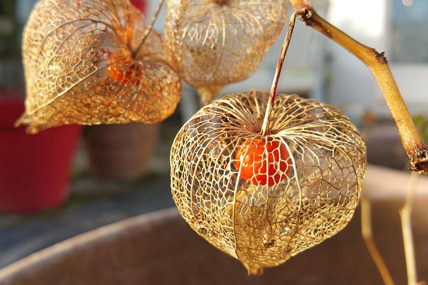 Physalis au calice sec