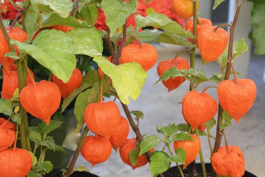 Physalis en pot