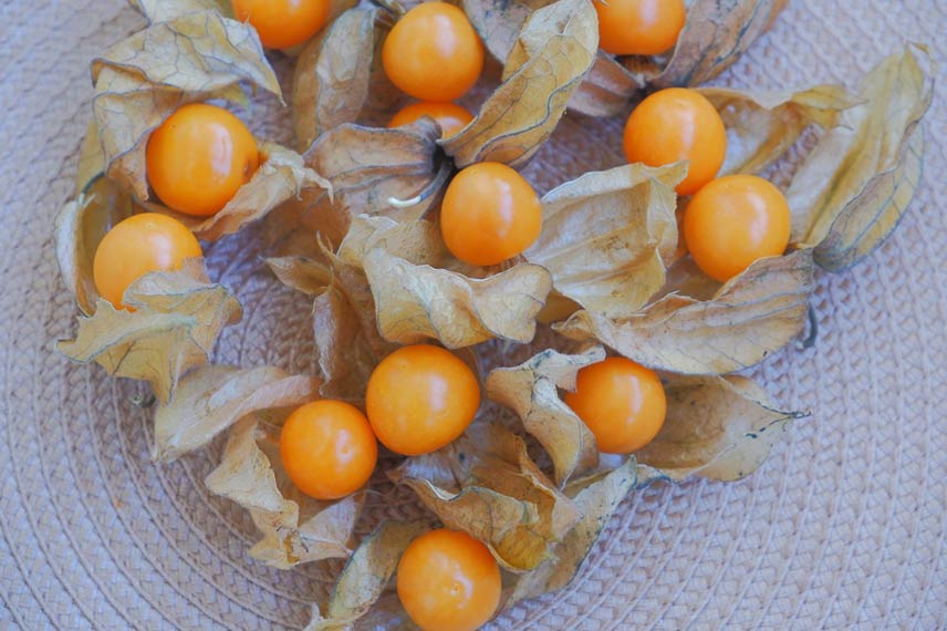 Physalis mûrs