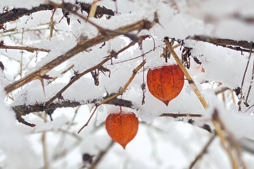 Physalis sous la neige