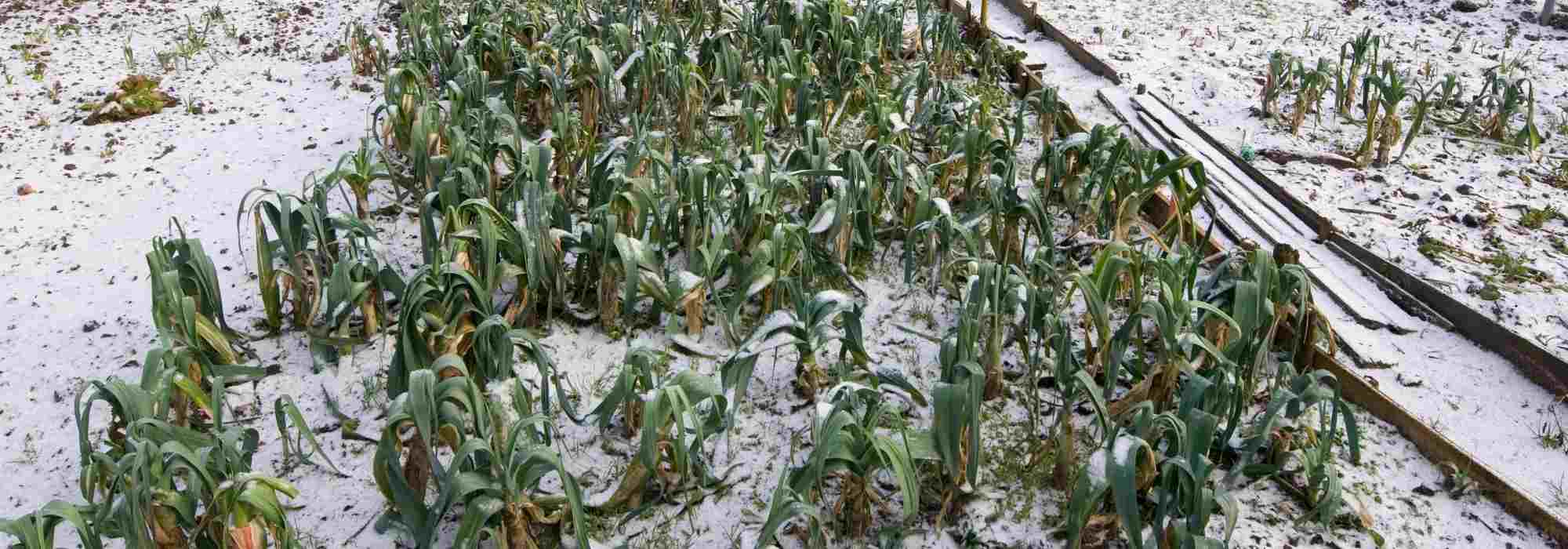 Cultiver un potager en climat continental