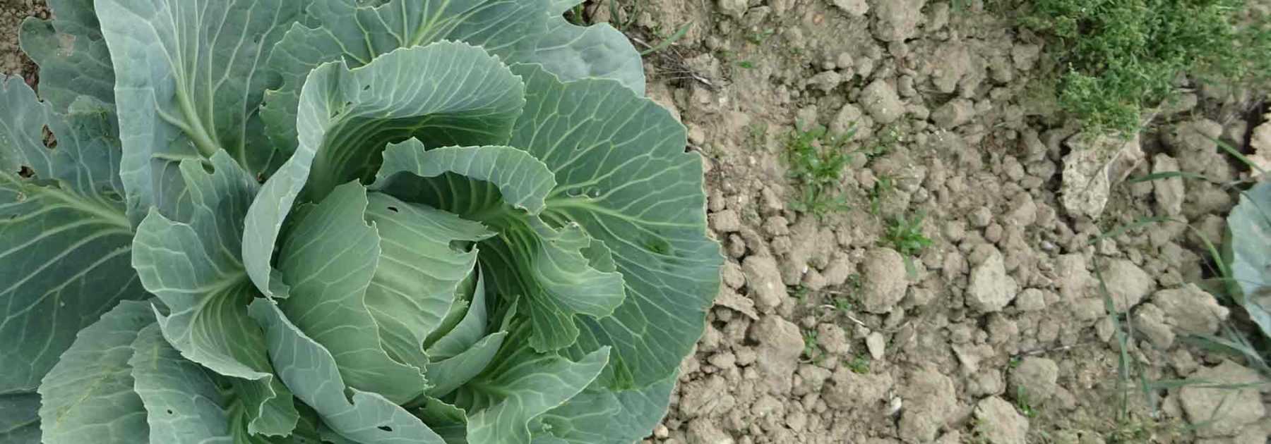 Comment faire un potager en sol très calcaire ?