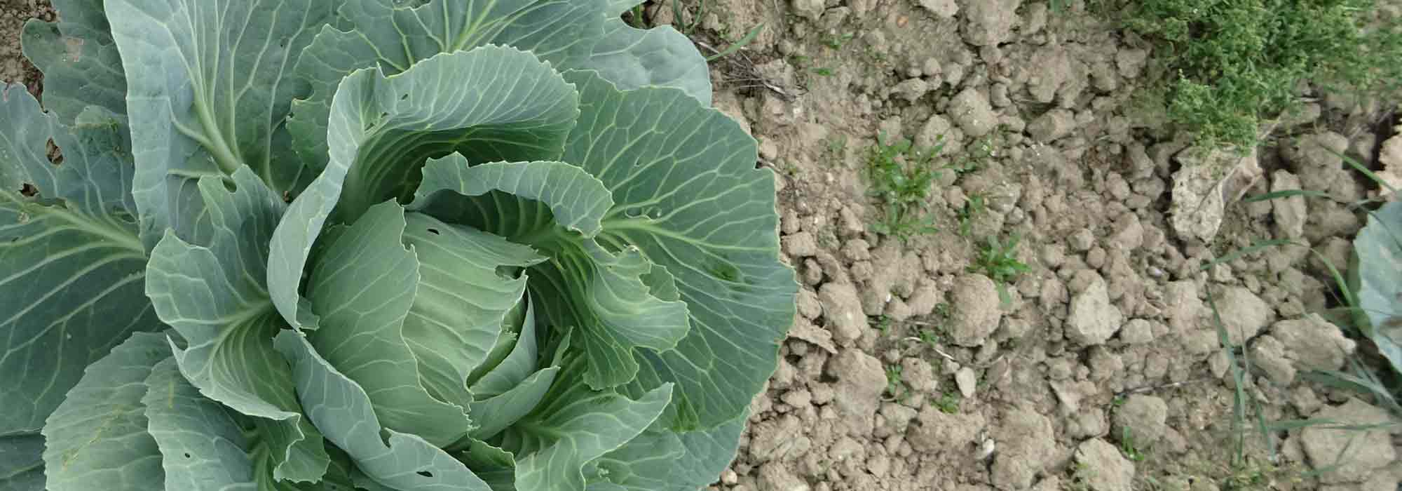 Comment faire un potager en sol très calcaire ?