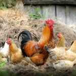 Comment utiliser les fientes de poules comme engrais au jardin ?