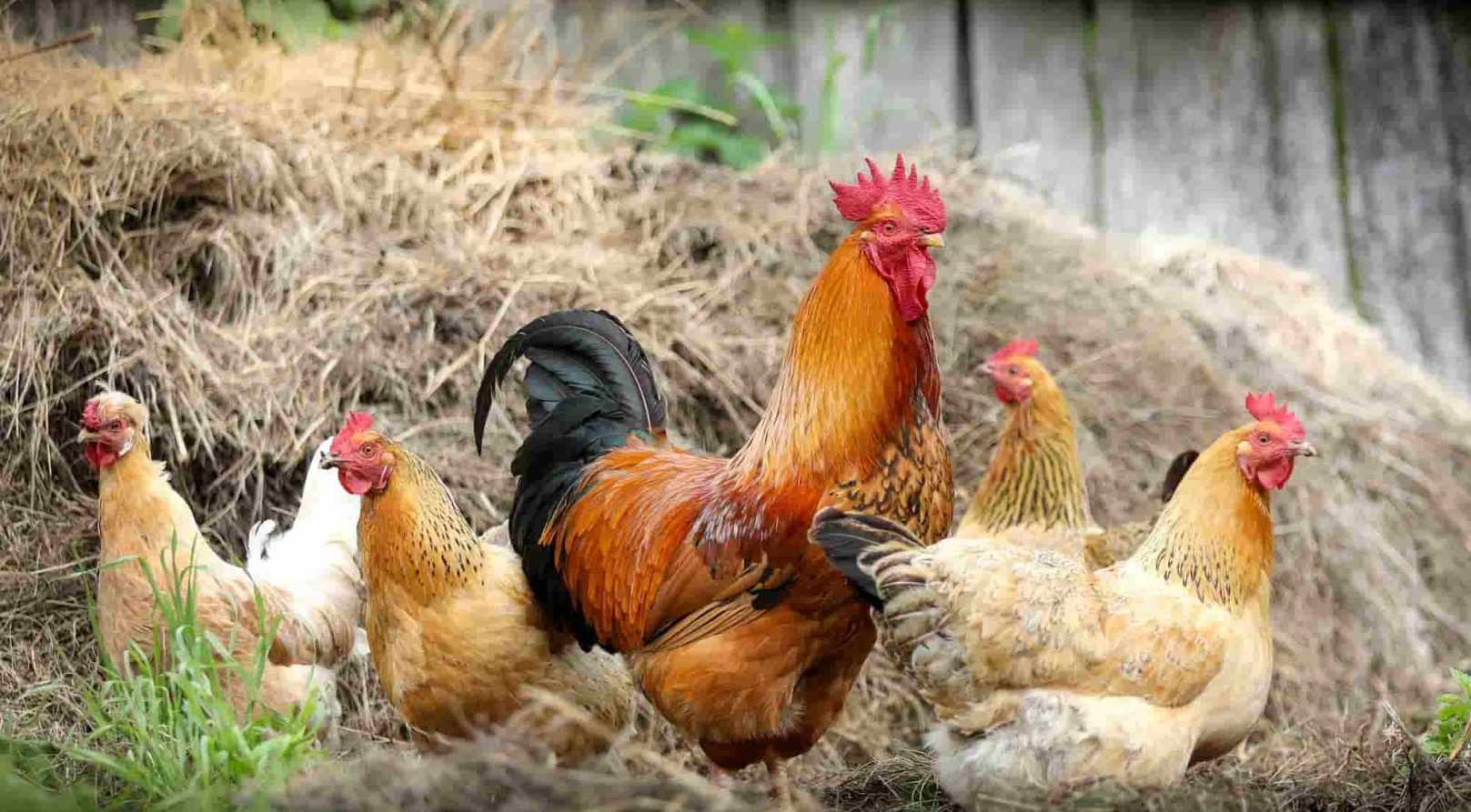 Comment utiliser les fientes de poules comme engrais au jardin ?