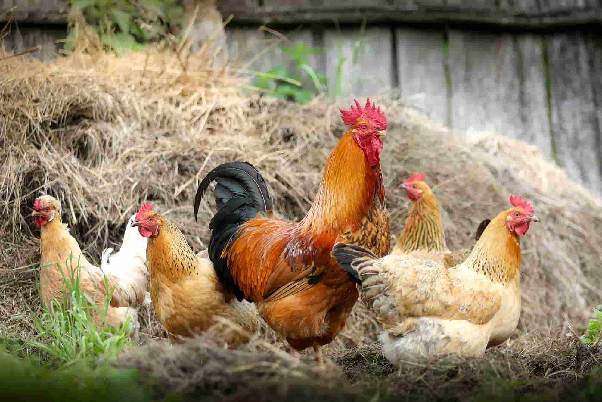 Comment utiliser les fientes de poules comme engrais au jardin ?