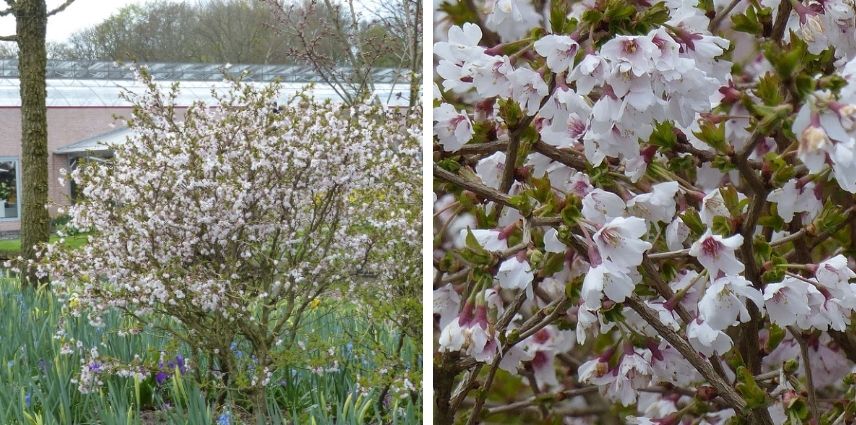 l’arbuste nain tortueux Prunus Incisa ‘Kojo No Mai’