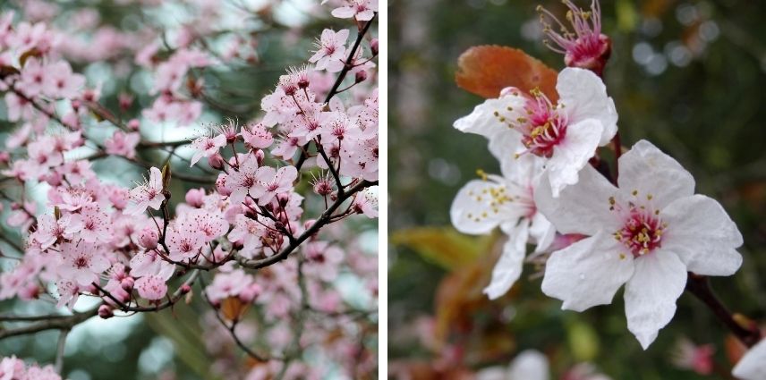 le feuillage pourpre, voire noir du Prunus Cerasifera ‘Pissardii’