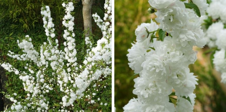 Le blanc éclatant du Prunus Glandulosa ‘Alba Plena’