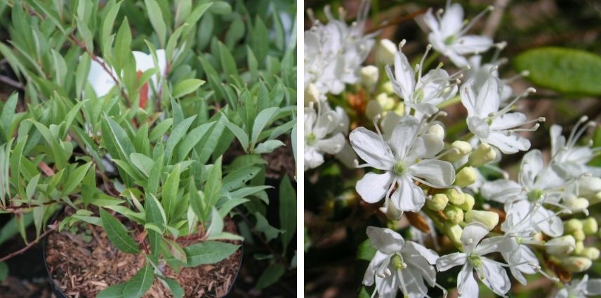 L’étonnant Prunus Pumila ‘Depressa’, arbuste nain au port rampant et prostré