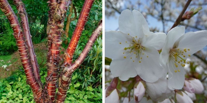 Le Prunus Serrula ‘Amber Scots’ et son écorce remarquable