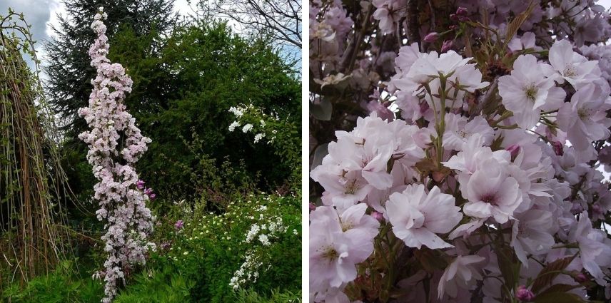Peu encombrant, le Prunus Serrulata ‘Amanogawa’ arbore un port colonnaire