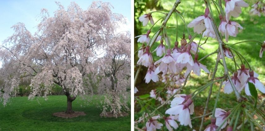 Le Prunus subhirtella ‘Pendula Rubra’ est son port pleureur