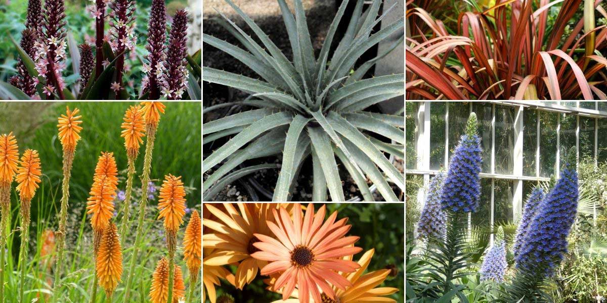 Inspiration pour associer le Puya dans un jardin exotique