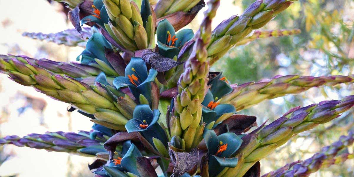 Les fleurs bleu métallique du Puya berteroniana