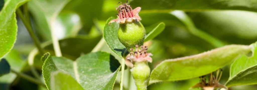 La taille en vert des arbres fruitiers