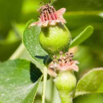 La taille en vert des arbres fruitiers