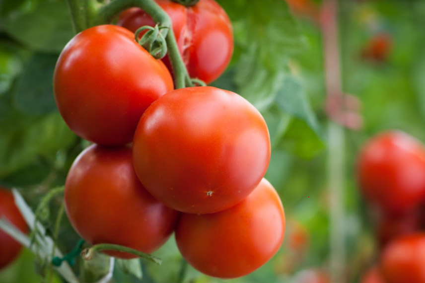 La tomate ‘Agora’ F1, une tardive résistante aux maladies