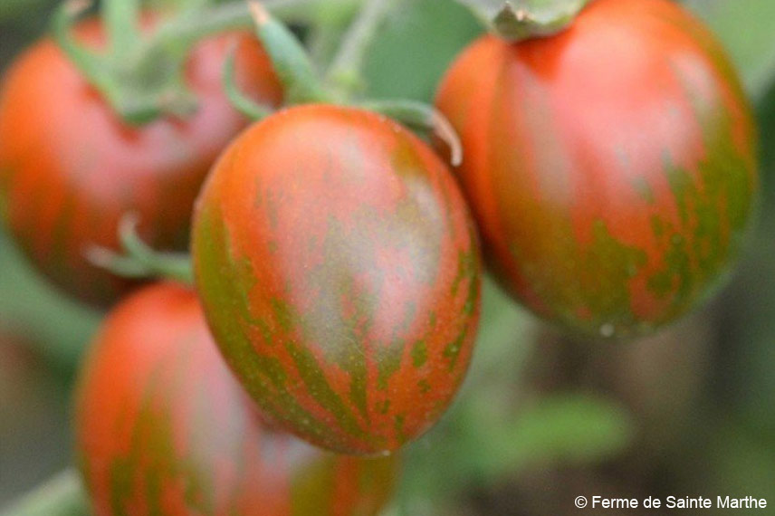 La ‘Black Zebra cocktail’ : une tomate cerise hâtive très acidulée