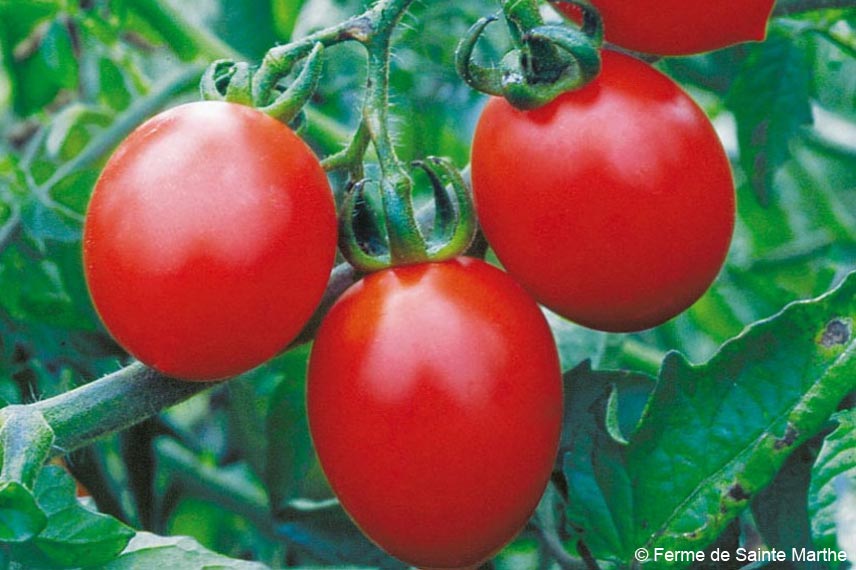 La tomate ‘Brin de Muguet’ : de petits fruits originaux pour l’apéritif