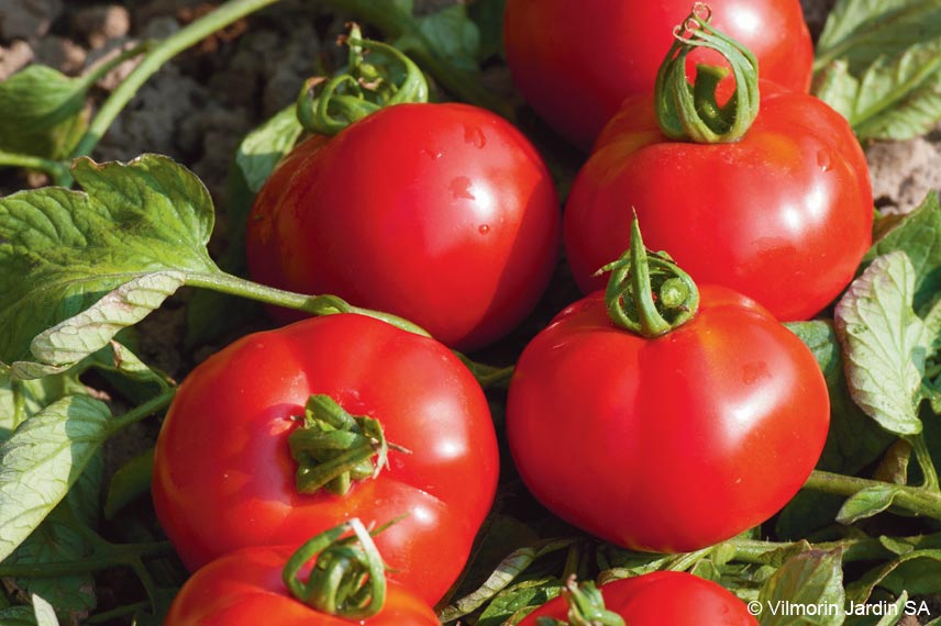 La tomate ‘Fournaise F1’ : une hybride très précoce et goûteuse