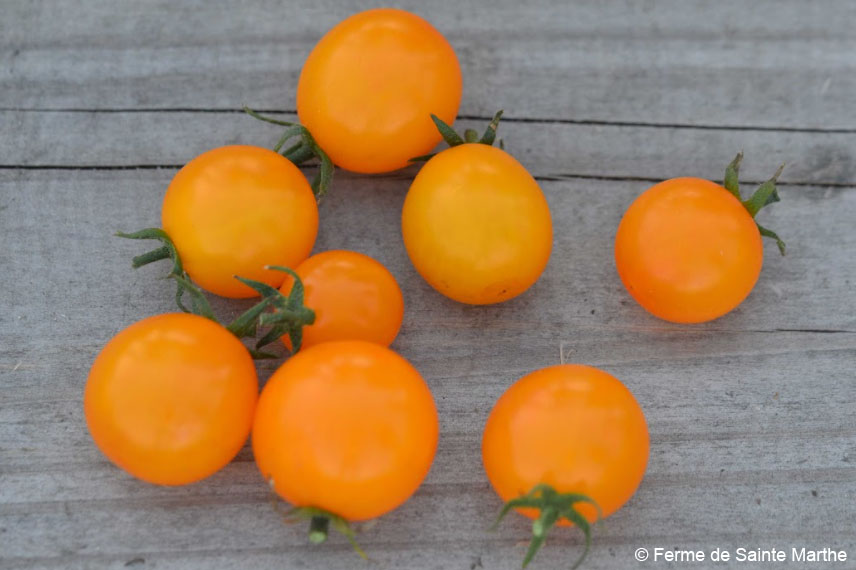 La tomate ‘Gold Nugget’ : une précoce parfaite au balcon