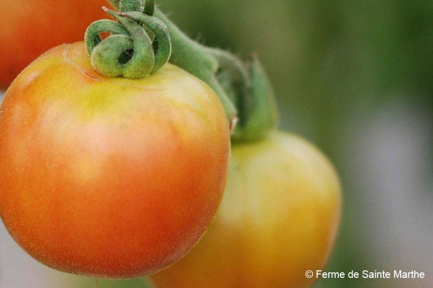 La tomate ‘Madagascar’, une tardive de type cocktail