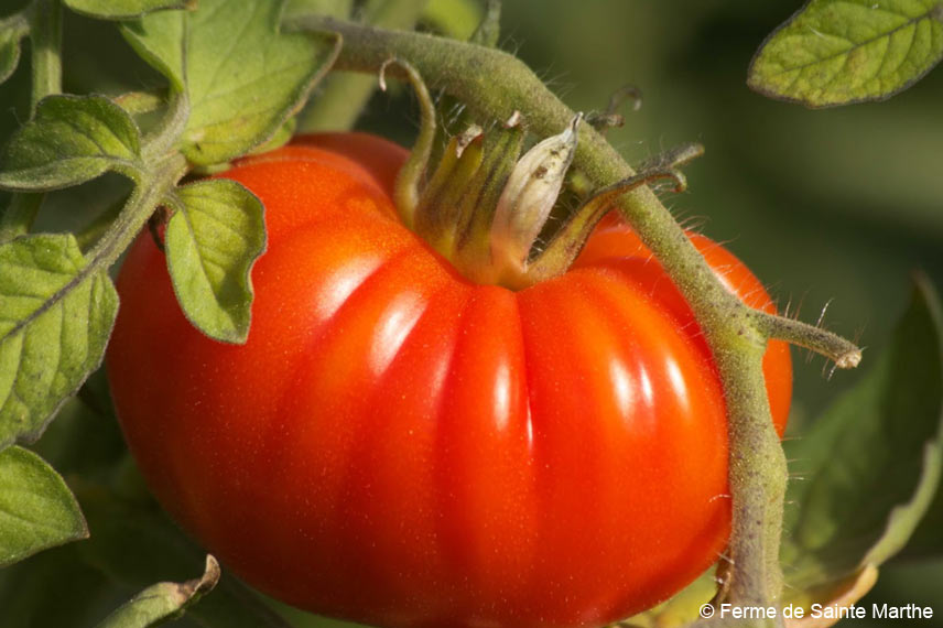 La ‘Marmande’ : une tomate précoce à la solide réputation