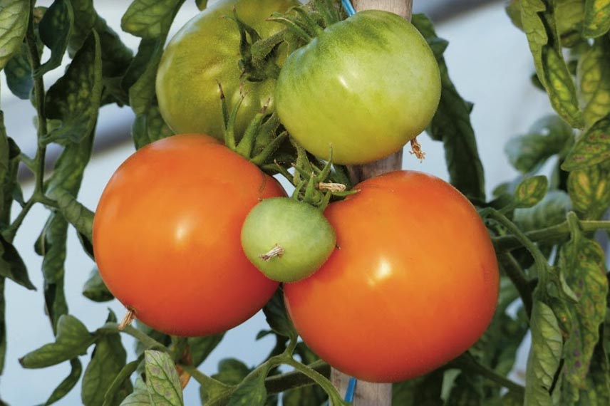 La tomate ‘Orange Queen’ : aussi productive qu’esthétique