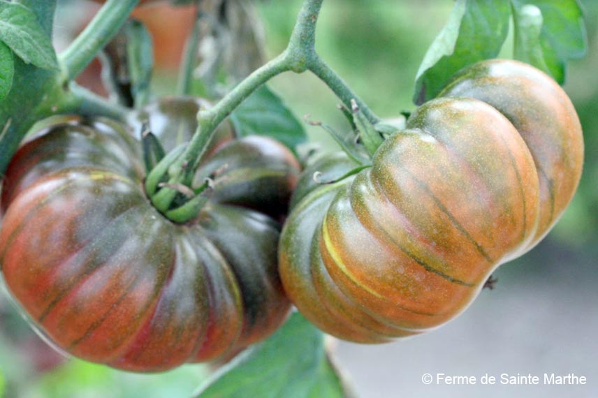 La tomate ‘Purple Calabash’, une tardive très productive