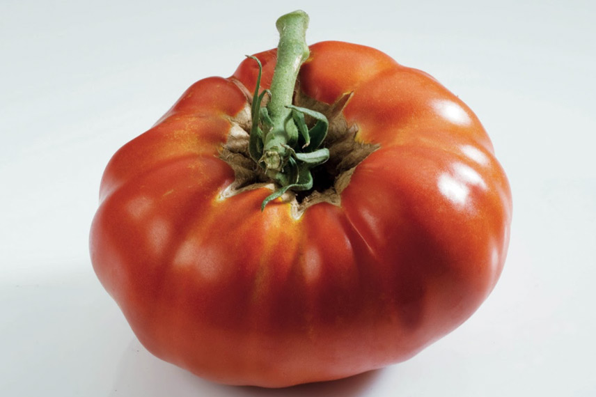 La tomate ‘Russe’, une variété savoureuse avec une longue période de récolte