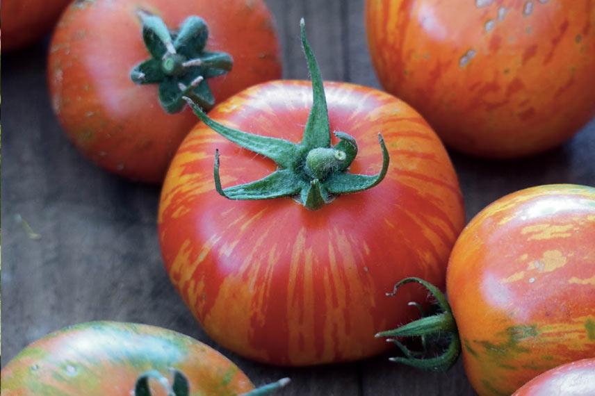 La tomate ‘Tigrella’ : une variété ancienne, vigoureuse et productive