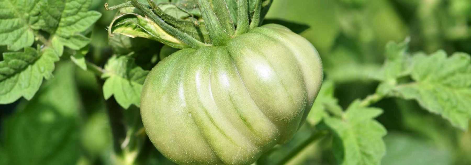 7 tomates tardives - notre sélection Promesse de Fleurs