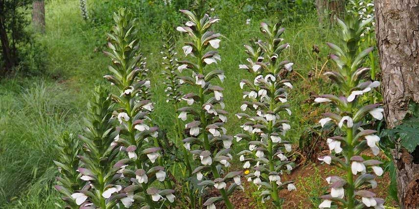 Les hampes florales de l'Acanthe