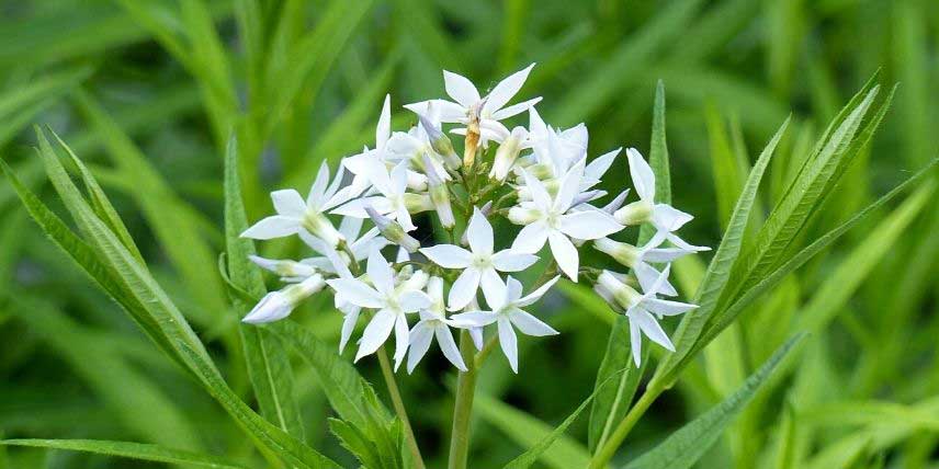 La floraison de l'Amsonia ciliata