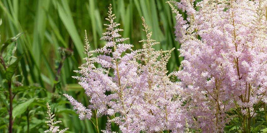 La floraison de l'Astilbe