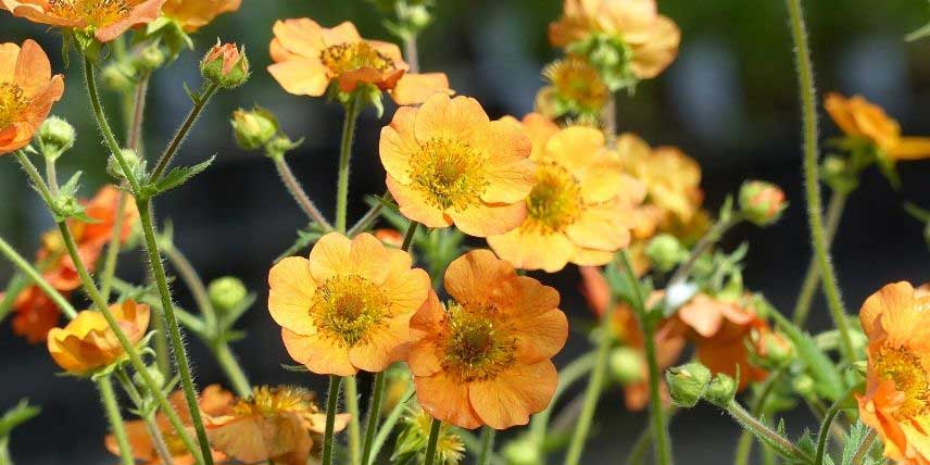 La floraison du Geum 'Totally Tangerine'