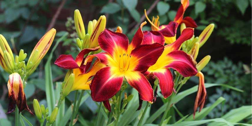 Hemerocallis 'Ruby Spider'