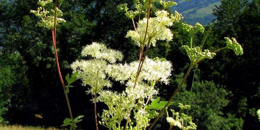 La floraison de la Reine-des-Prés