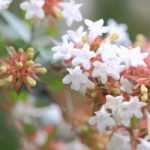 Cultiver un abelia en pot