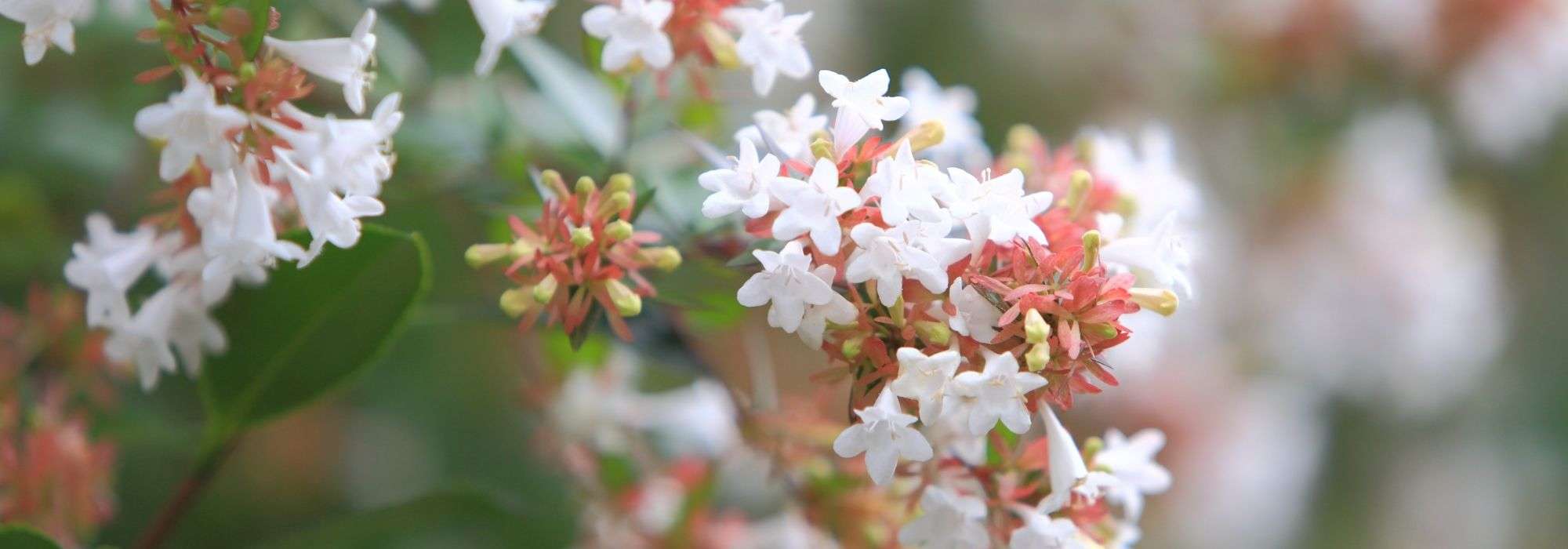 Cultiver un abelia en pot